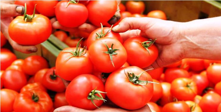 Tomato