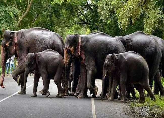 Elephant