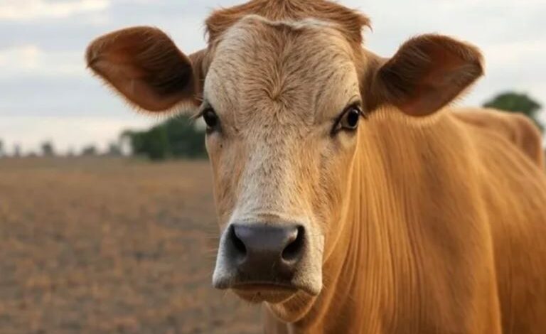 cow