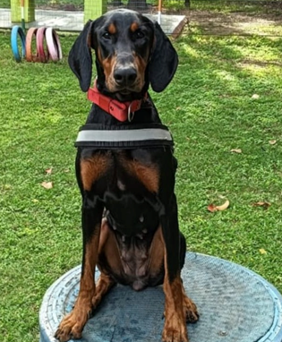 dog