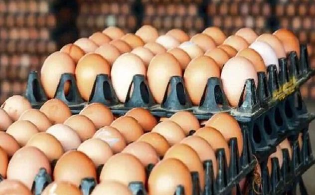 egg