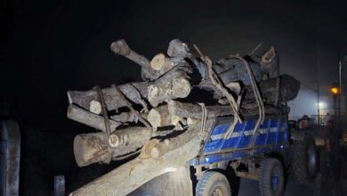 illegal wood seized 1