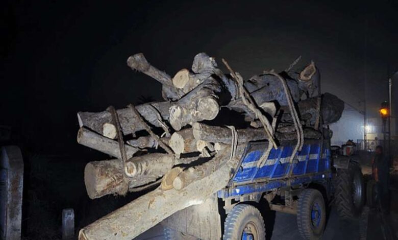 illegal wood seized 1