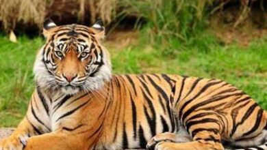 tiger 1