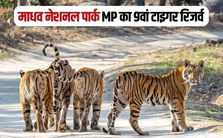 madhav tiger reserve 750x466 1 1