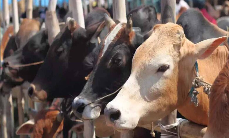 cow cow 40 1