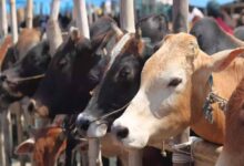 cow cow 40 1