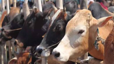 cow cow 40 1