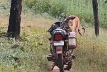 bagh