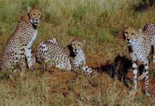 cheetah 33 1