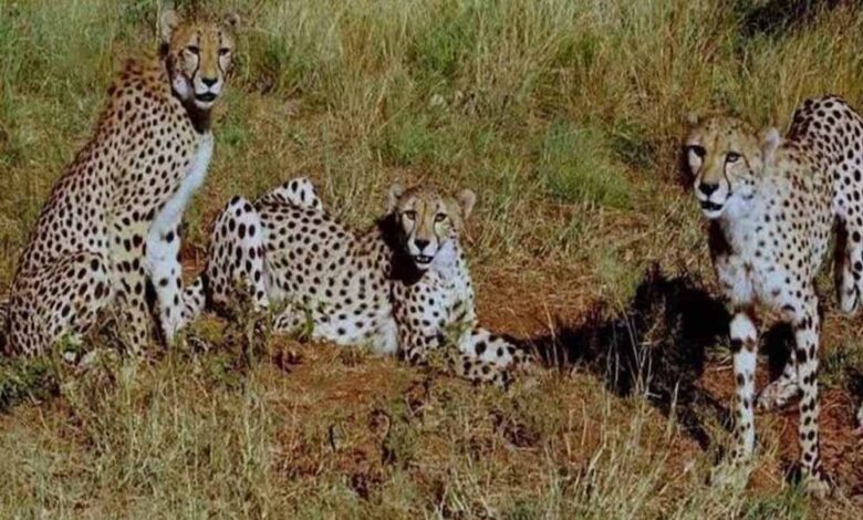 cheetah 33 1