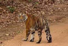 taiger 1