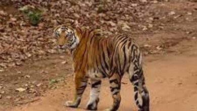 taiger 1
