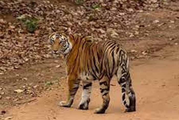taiger 1