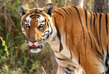 tiger 52 1
