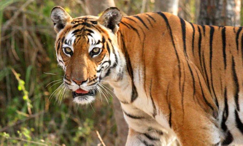 tiger 52 1